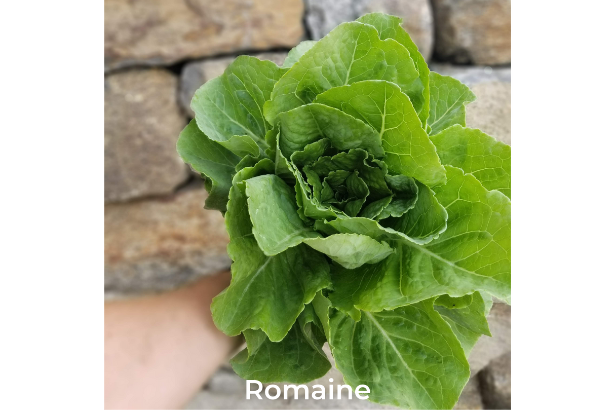 Lettuce, heads