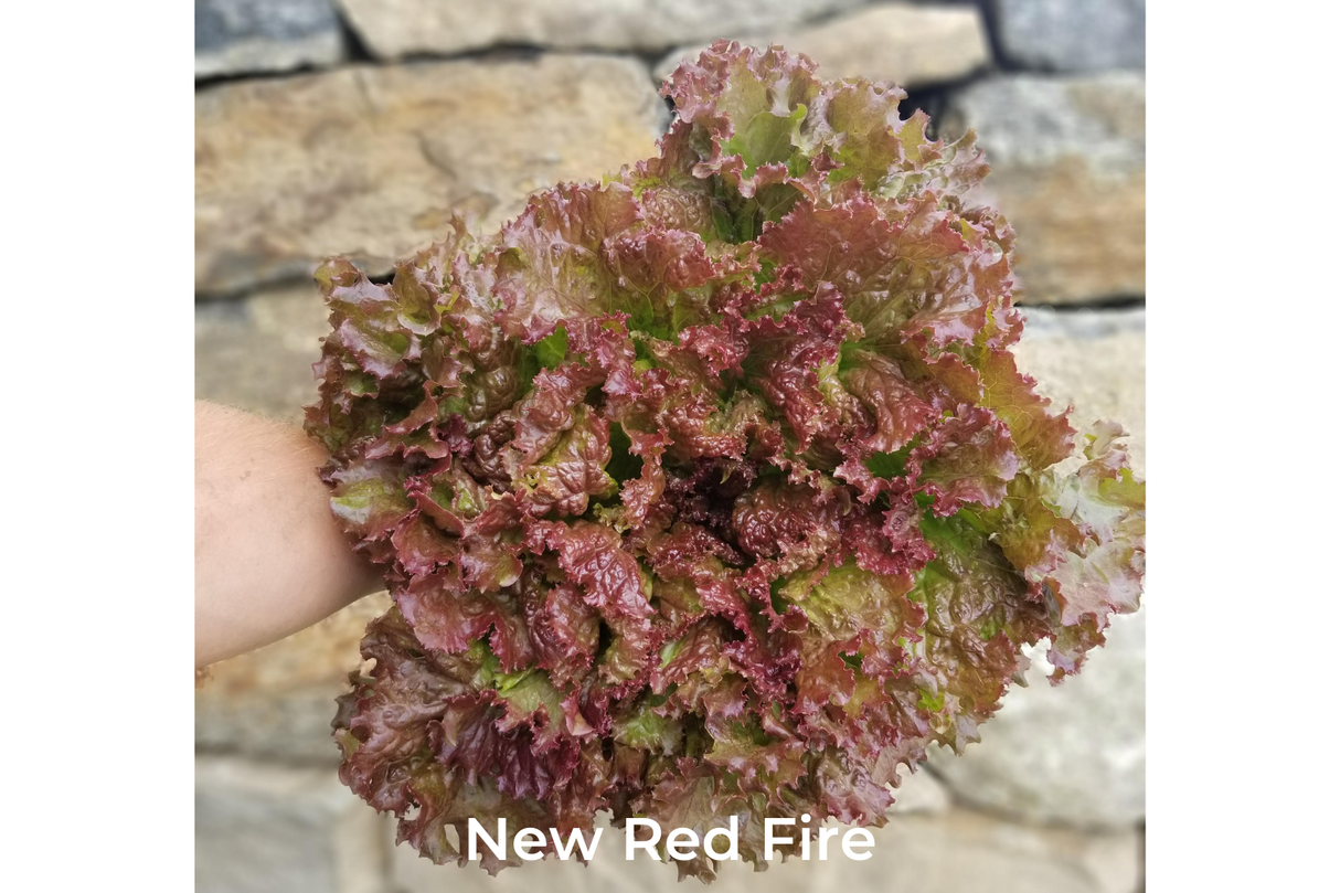 Lettuce, heads