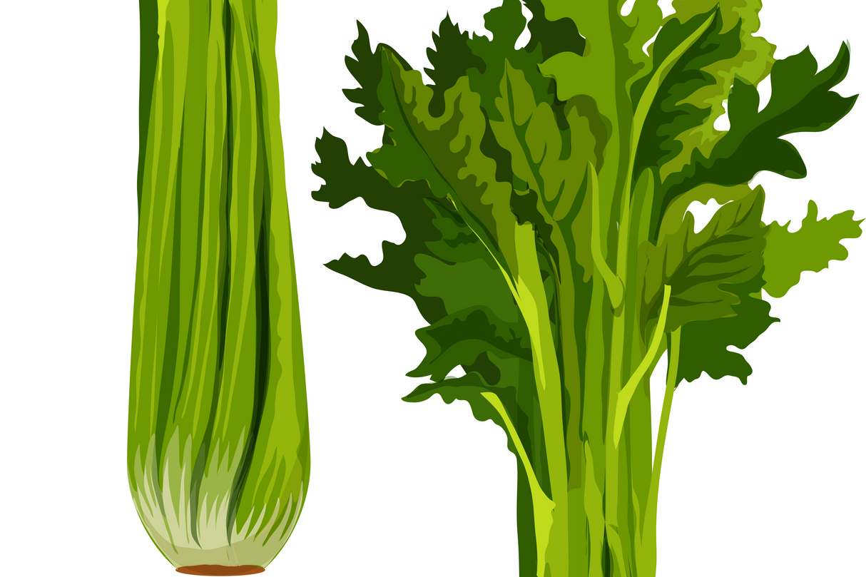 Celery