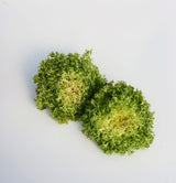 Frisée