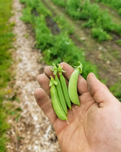 Peas, Sugar Snap
