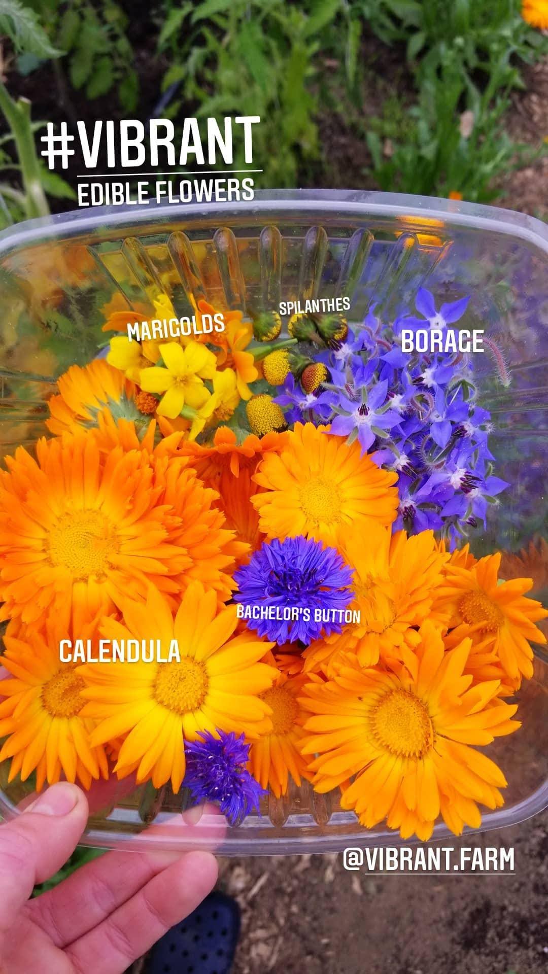 Edible Flower Harvest from Vibrant Farm