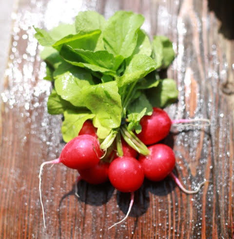Radishes