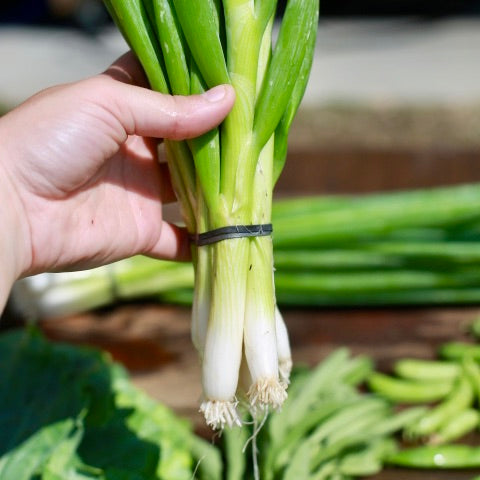 Scallions