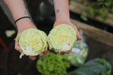 Vibrant Farm Iceburg lettuce