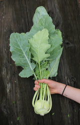 Vibrant Farm Kohlrabi