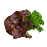 Lettuce, heads