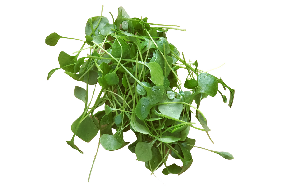 Miner's Lettuce, aka Claytonia
