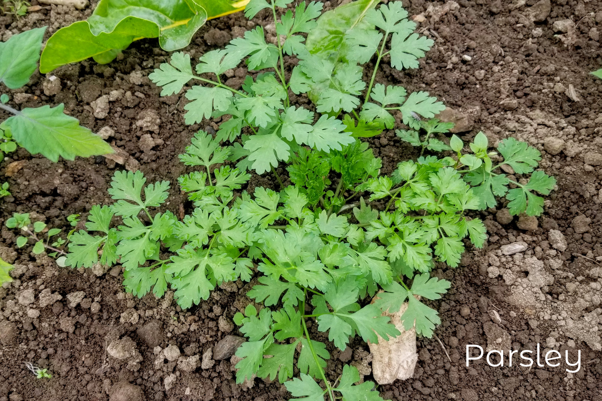 Parsley