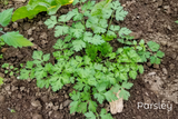 Parsley