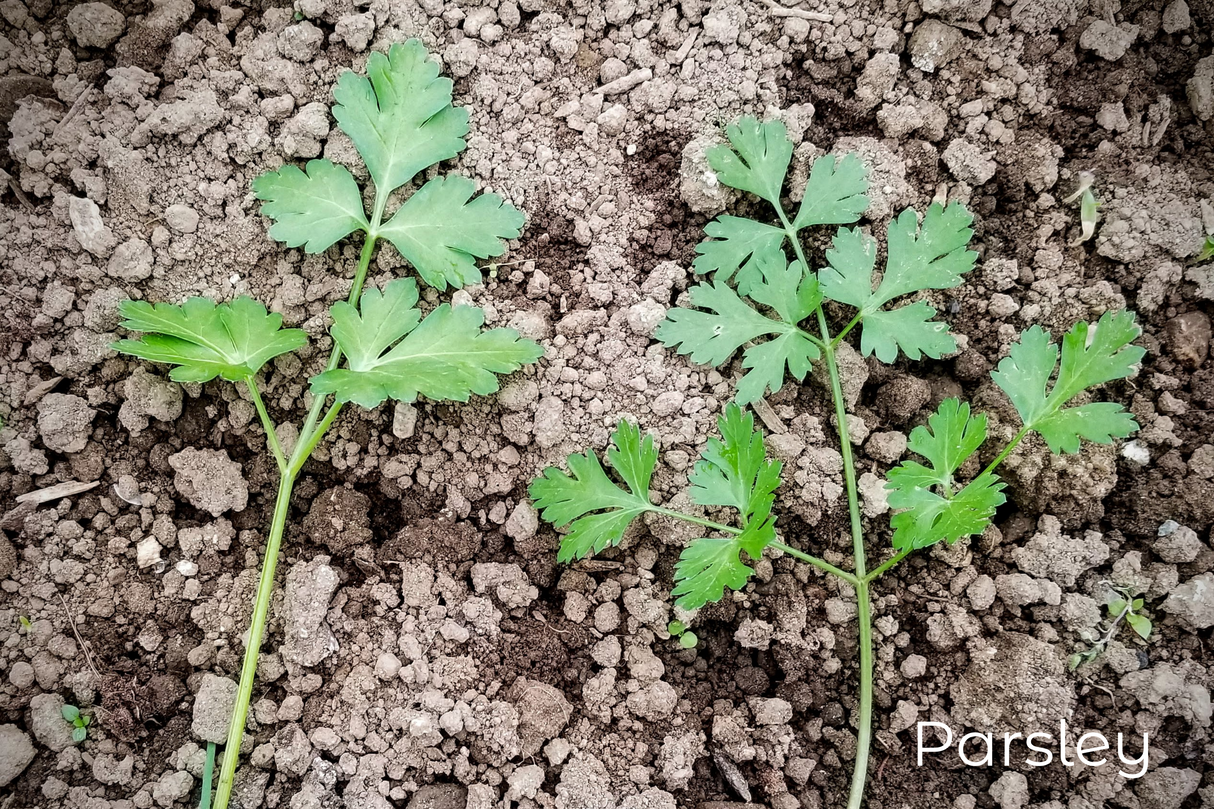 Parsley