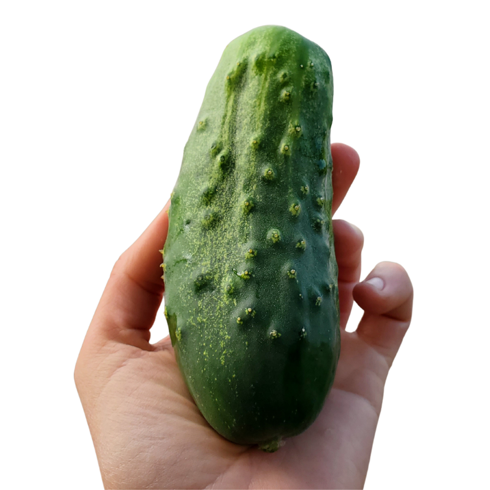 Cucumbers