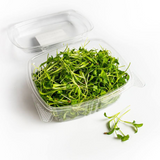 Cilantro, micro