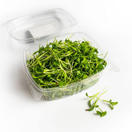 Cilantro, micro