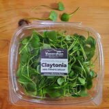 Miner's Lettuce, aka Claytonia