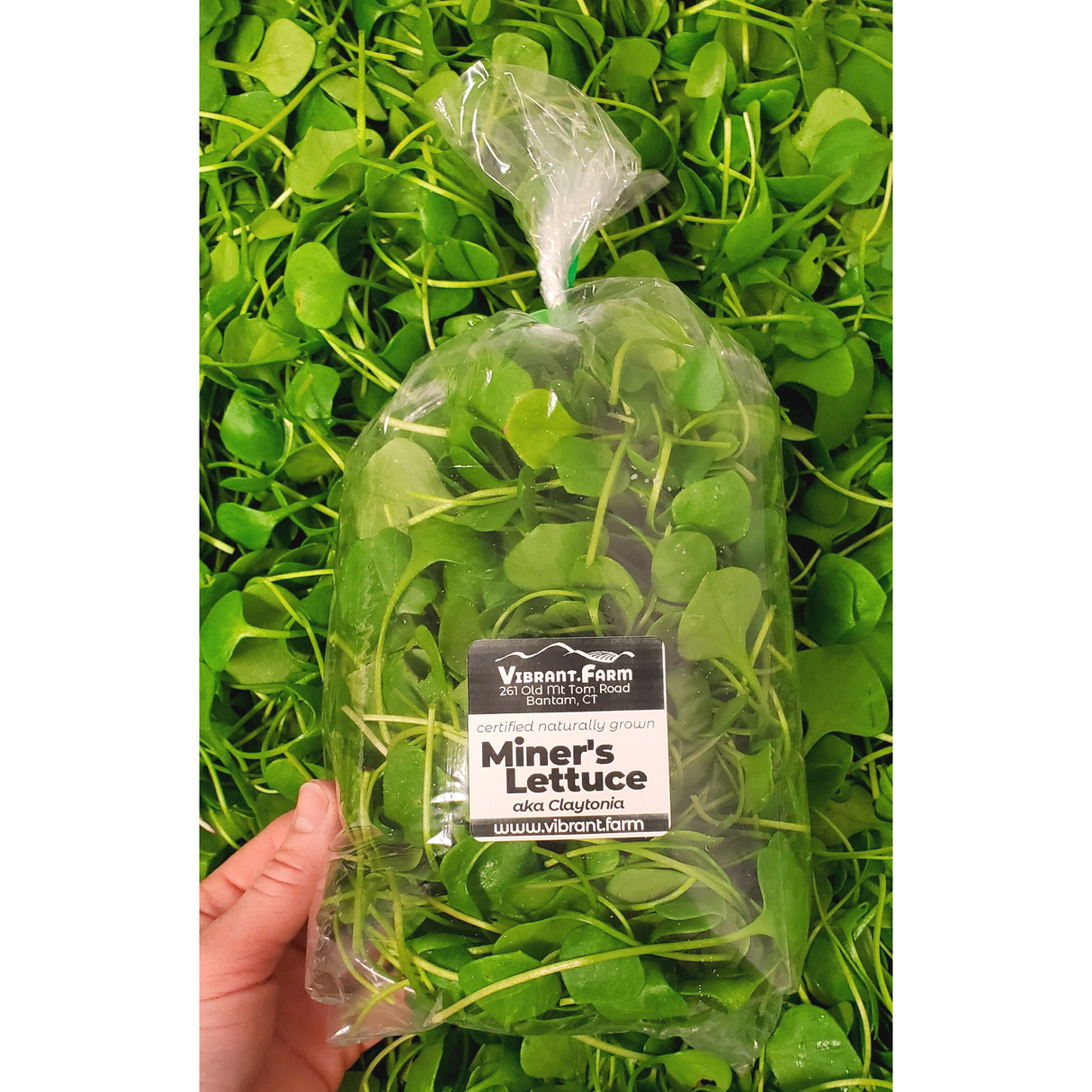 Miner's Lettuce, aka Claytonia