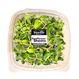 Sunflower Shoots