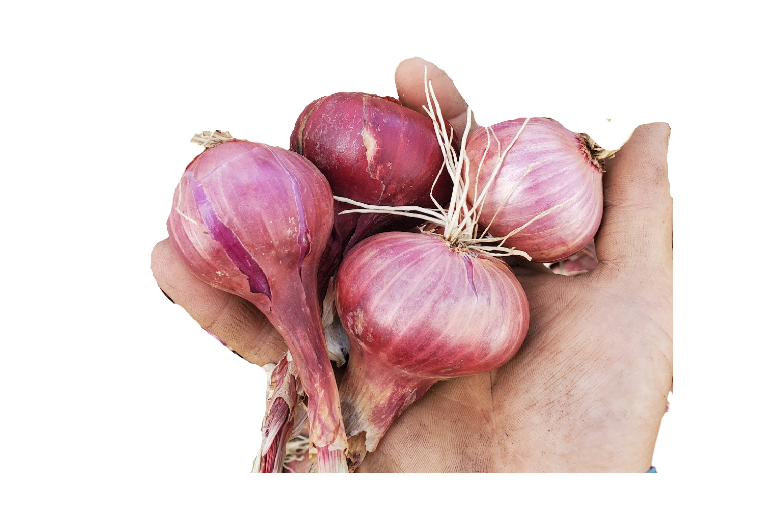 Shallots