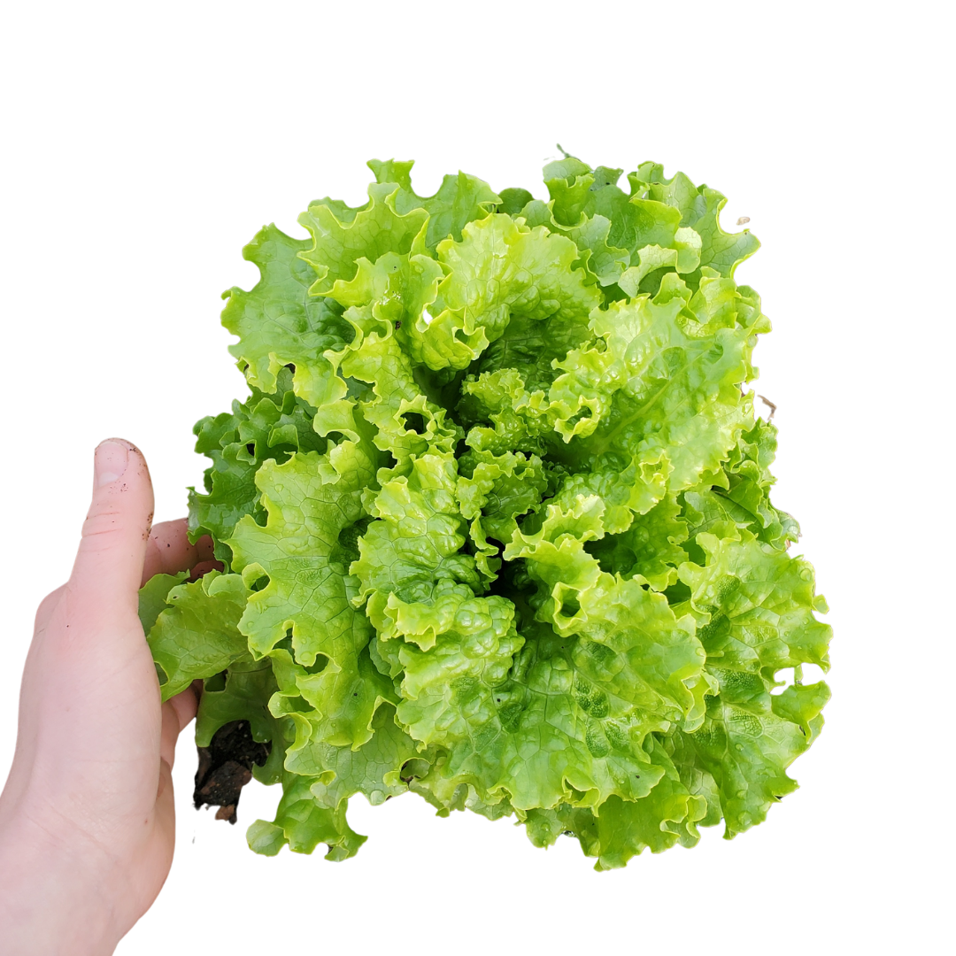 Lettuce, heads