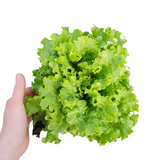 Lettuce, heads
