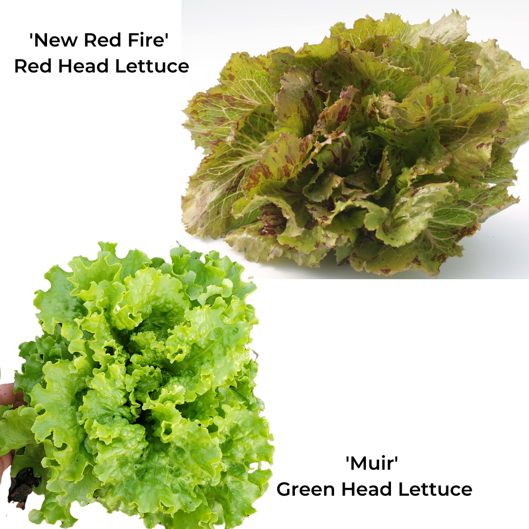 Lettuce, heads