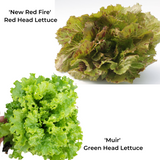 Lettuce, heads