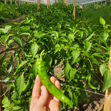 Peppers, Jimmy Nardello
