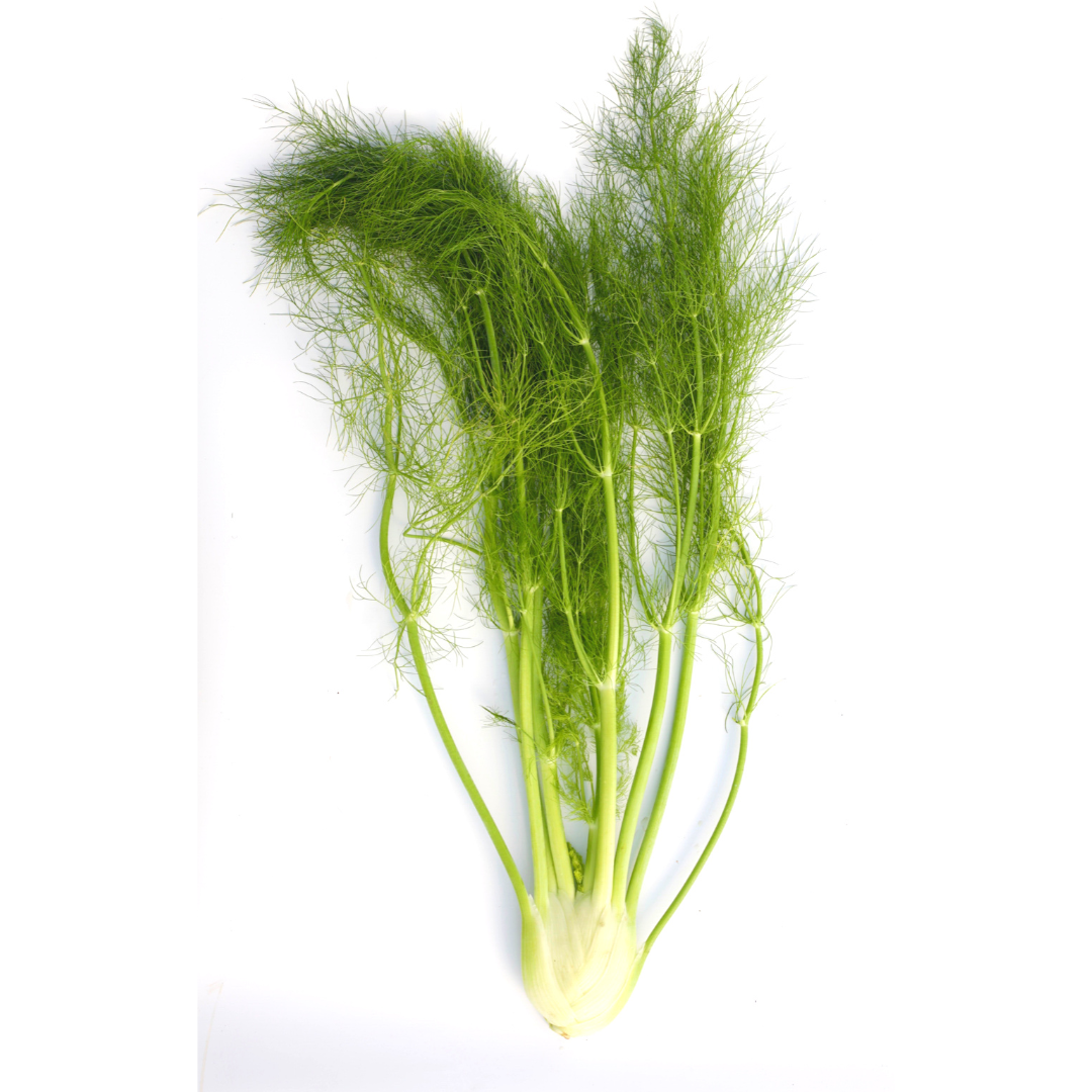 Vibrant Farm Fennel