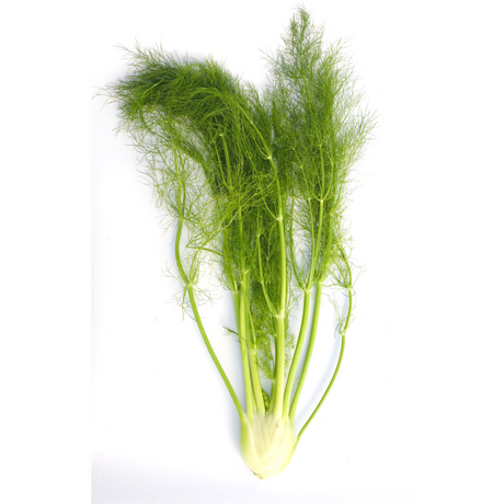 Vibrant Farm Fennel