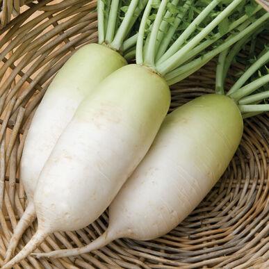 Radish, Daikon